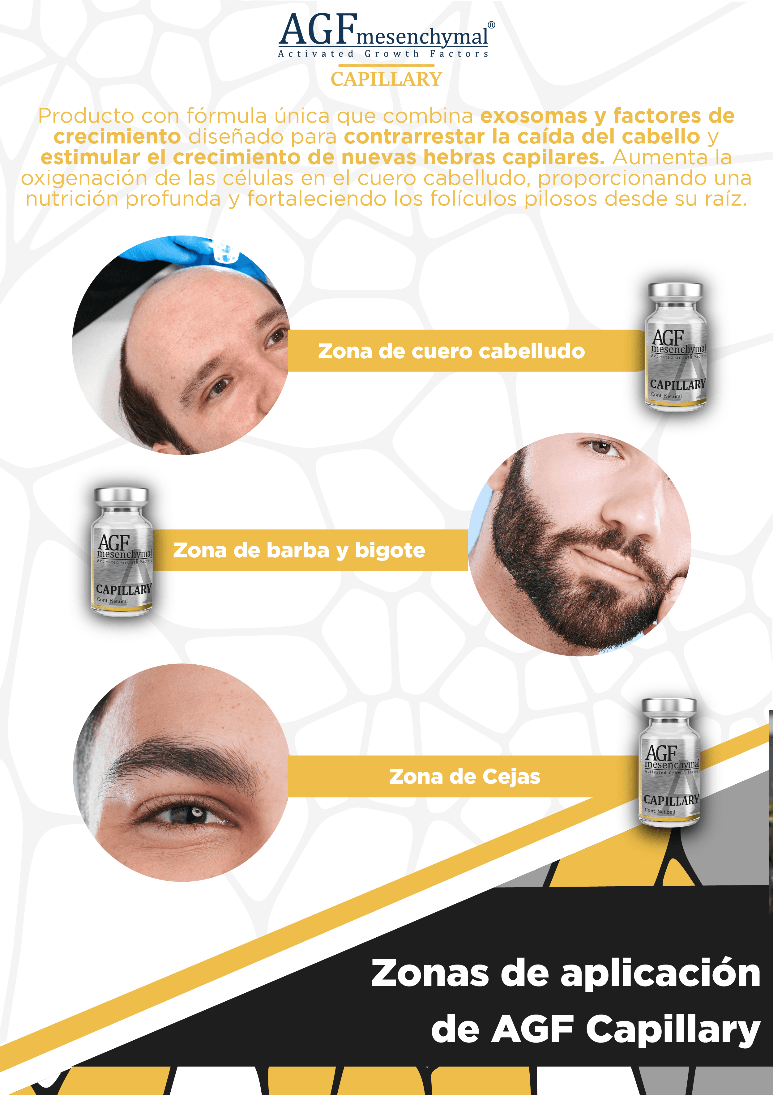 Diagram of AGF Mesenchymal Capillary application zones: scalp, beard/moustache and eyebrows